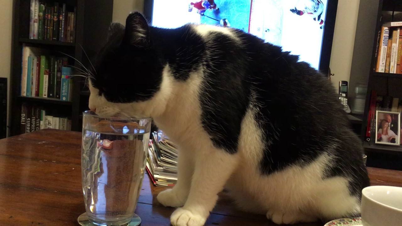 Cat drinking water from glass YouTube