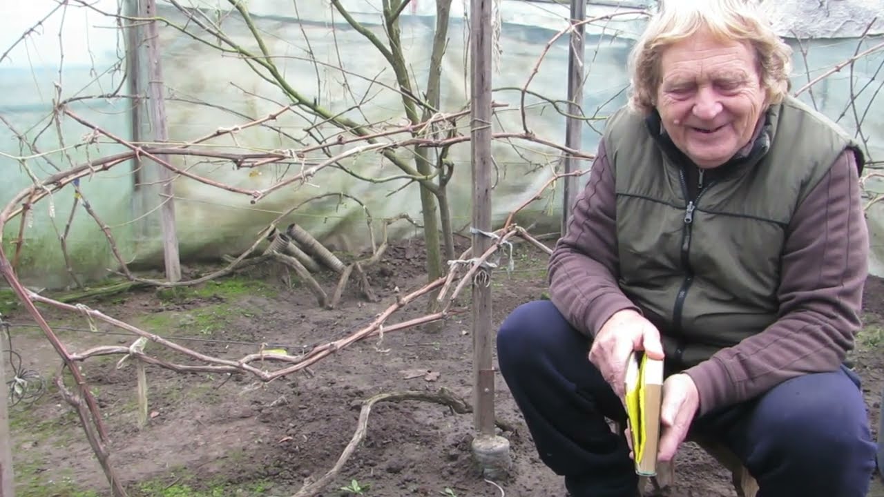 Підживлення винограду. Чим, коли і як підживлювати виноград