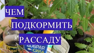 ⁣Осторожно! Избегайте Ошибок! Чем Подкормить Рассаду.