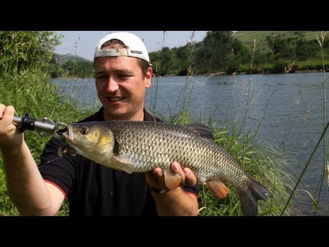 Döbel mit Crankbait, WFT Penzill, Maria Yamashita, Meiho, Rusty Hook