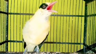 Pancingan anti macet KEPODANG EMAS gacor ngotot LANTANG kepodang bahan auto bunyi