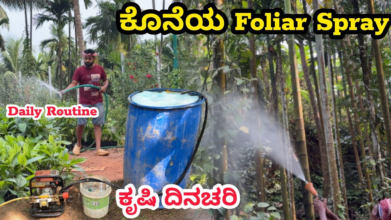 ಕೃಷಿ ಕೆಲಸ | ವರ್ಷದ ಕೊನೆಯ Foliar ಸ್ಪ್ರೇ | Arecanut Farming | Black Pepper Farming |