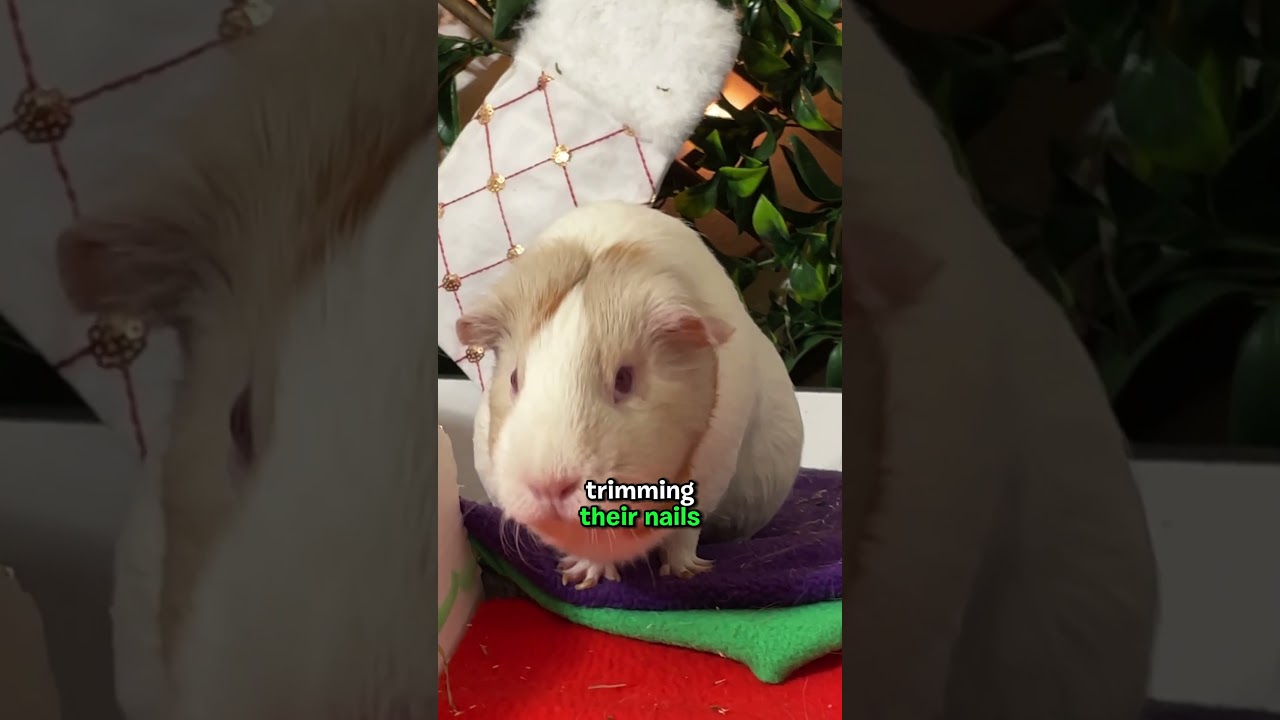 Guinea Pig Grooming will make them happy.