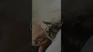 A Longer Life For Our Feline Friends Cats Have Come A Long Way Since 1930 Back Then...