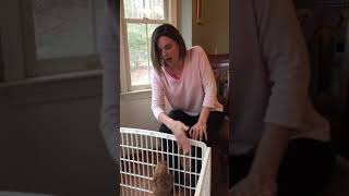 Setting up a new Puppy Pen