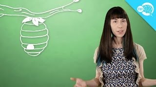 Celebrity Why Are Honey Bees Disappearing? Profile
