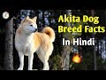 Akita Dog Breed Facts / In Hindi / Dog Facts / の動画、YouTube動画。