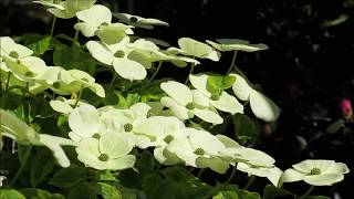 Garten-Tirol-Österreich Cornus Celestial Shadow, Blumenhartriegel