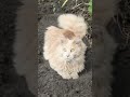 Cat Gardening #cat #funny #livingwithcats #cathumor #funnycats #catgames #badgervids #crazycats