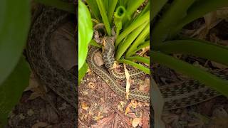 Garden snake crushes frog!!