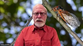 INTERVIEW: Cicadas to emerge in Kentucky, Indiana in 2025
