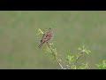 Садовая овсянка (Emberiza hortulana)