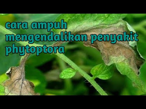 Video: Bagaimana Memproses Tomato Dengan Furacilin? Bagaimana Mencairkan Furacilin Untuk Menyemburkan Tomato? Bagaimana Mereka Boleh Disembur Untuk Memberi Makan Dan Rawatan?