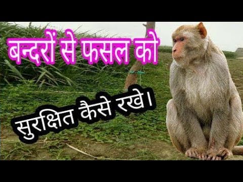 वीडियो: बंदर की बेल वर्षावन में क्यों रहती है?