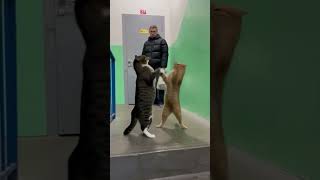 Cat Fight