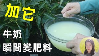 Only 1 Second, Turn Milk into fertilizer, Unbelievable! 萬能乳清肥, 加它牛奶1秒變肥料, 變廢為寶不用發酵, 土壤改良法