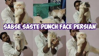 sold out | extreme punch face Persian kittens and cats in nacharam Hyderabad | sabse saste Persian