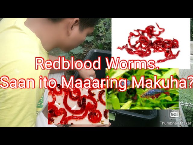 Ultimate Guide to Culturing and Harvesting Nutritious Bloodworms at Home!  #bloodwormculture 