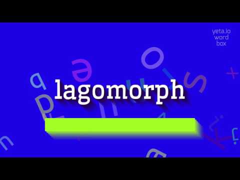 Video: Lagomorph-groep: 'n paar interessante feite oor hase en pikas