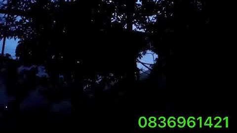 Giọng gà tơ và gà mồi gáy sáng sớm 22/08/2020