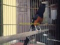 Mental Juara Burung Kicau Murai Medan Full Gacor Mental Juara Cocok Buat Masteran Mp3 - Mp4 Download