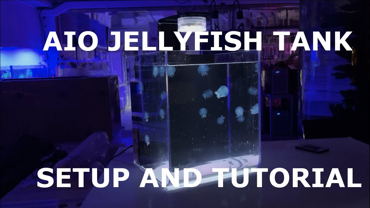 Can We Make An EPIC Moss Ball Jelly Fish Tank? 