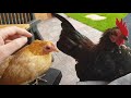Youtube Thumbnail title
