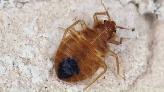 Cases delayed at Forsyth County Courthouse after bedbugs found