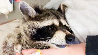 BROKEN RACCOON HAS BEEN KEEPED IN A SMALL CAGE ALL LIFE  Sheltered a refusenik raccoon