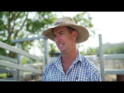 Pasture and cattle management in the dry