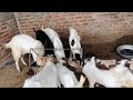 Bakri# key diet key# jankari ￼#viralvideos #Tanweer#Goat Farn # Dhanbad #follow #🐐