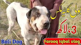Bully Gultair Mix Dog | Bully Gultair Cross kutta in pakistan/ Bully dog puppy for Sale by Farooq Iqbal Vlogs 487 views 1 year ago 3 minutes, 51 seconds