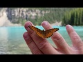 #68-2. Поездка на Озеро Морейн 🇨🇦(Moraine Lake). Канада глазами украинца.