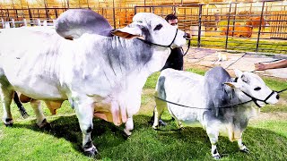 Grey Brahman Bull and his Mini Version