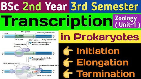 Transcription in Prokaryotes in Hindi/Initiation Elongation and Termination/Transcription in Hindi