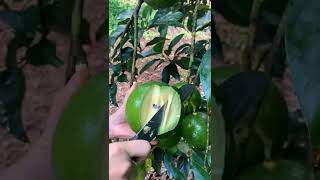 Tutorial Cara Panen Alpukat