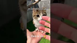 Will we have meowl!? #meowl #titkok #tiktoktrends #cats #funnycats #funnyvideo #cute #cutecat