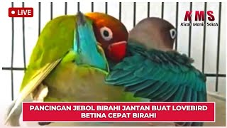 PANCINGAN JEBOL BIRAHI JANTAN BUAT LOVEBIRD BETINA CEPAT BIRAHI