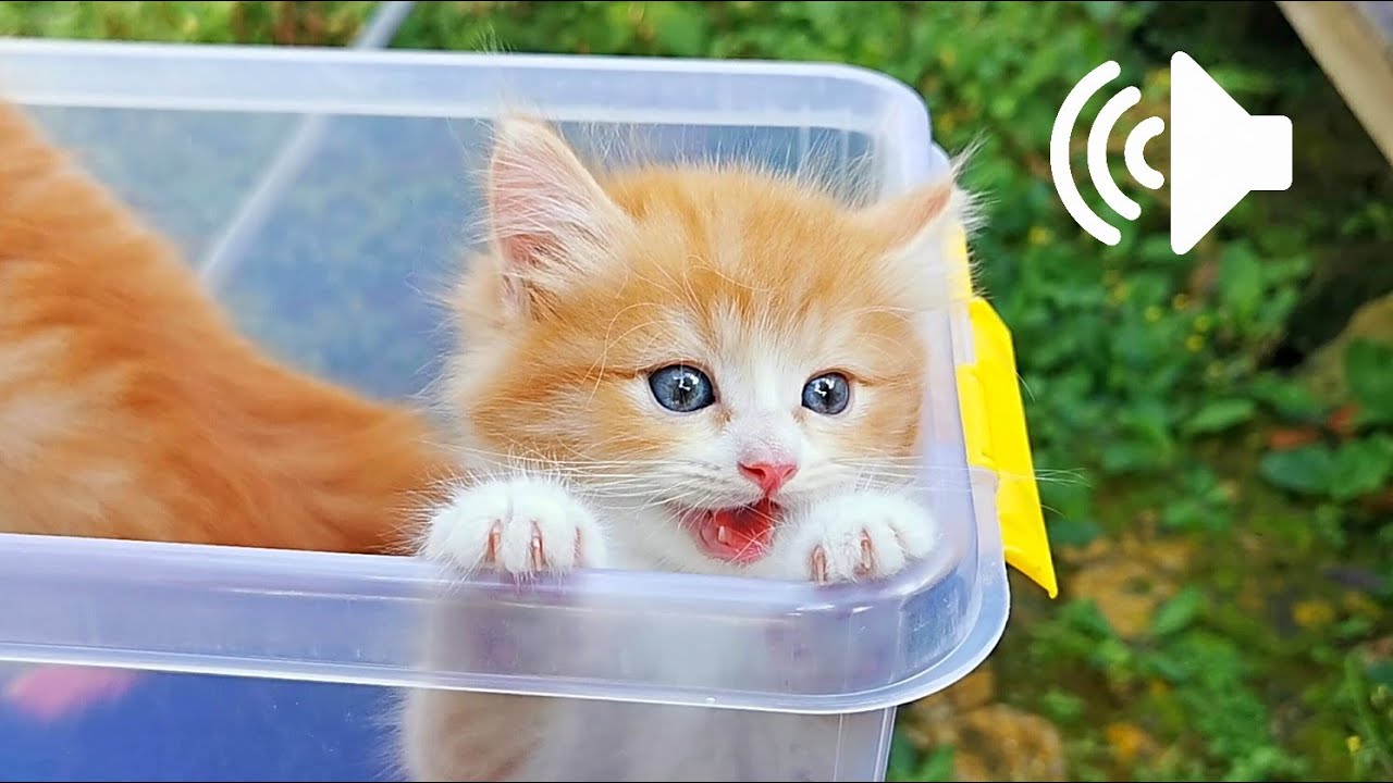 1 Jam Suara Anak Kucing - Prank Kucingmu - 1 Hour Kittens Meowing Sound ...