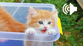 1 Jam Suara Anak Kucing - Prank Kucingmu - 1 Hour Kittens Meowing Sound by My Kitty Diary 1,030 views 6 months ago 1 hour, 1 minute