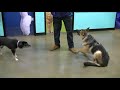 Dog Training Session at Petsmart Dog Training Session at Petsmart