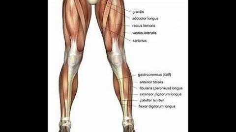 Lower limb anatomy for MRCS part B