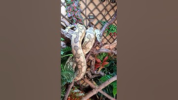 Carpet python, Irian Jaya, cb15 caramel Irian Jaya jag