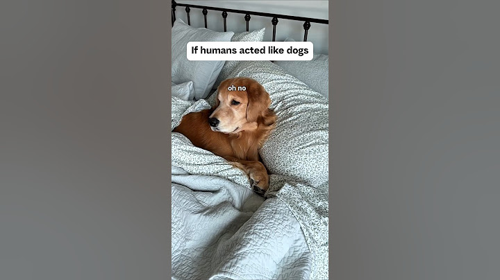 If humans acted like dogs...