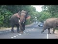 Sri Lanka elephant march