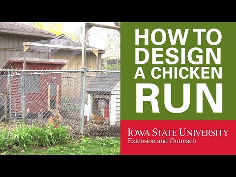 Backyard Chickens: How to Design Your Chicken Run