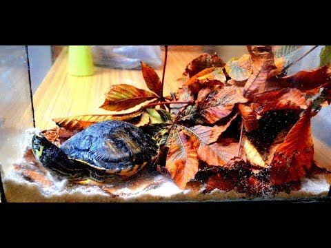Video: Kde A Jak Bažiny želvy Zimují