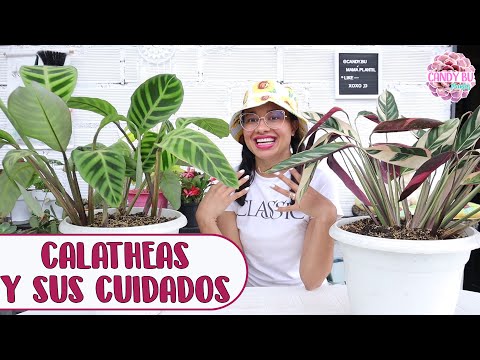 Vídeo: Calathea Calathea - Especies, Cuidados Y Cultivo En Casa