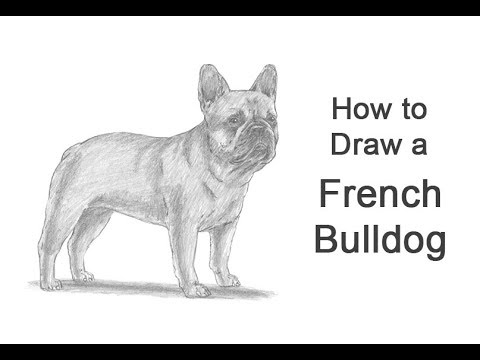 How To Draw A Dog French Bulldog Youtube