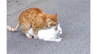 cats mating || cats mate successfully very loudly (发情的猫咪交配配种视频集)